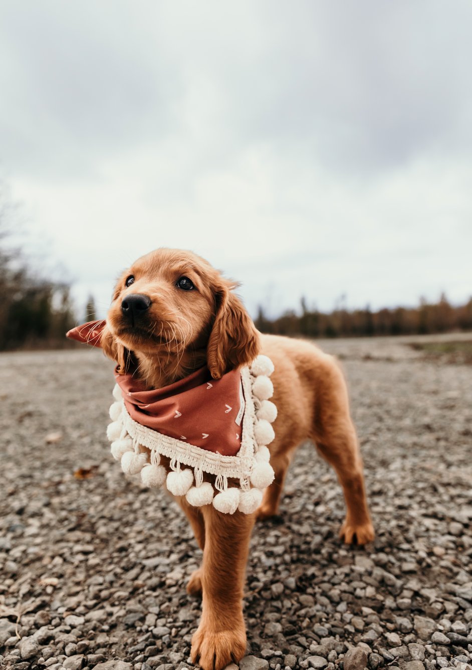 Bandanas