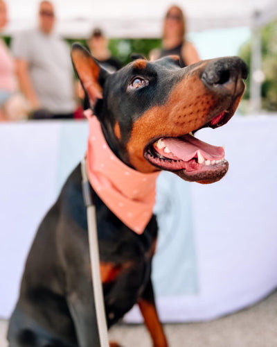 Sienna Bandana