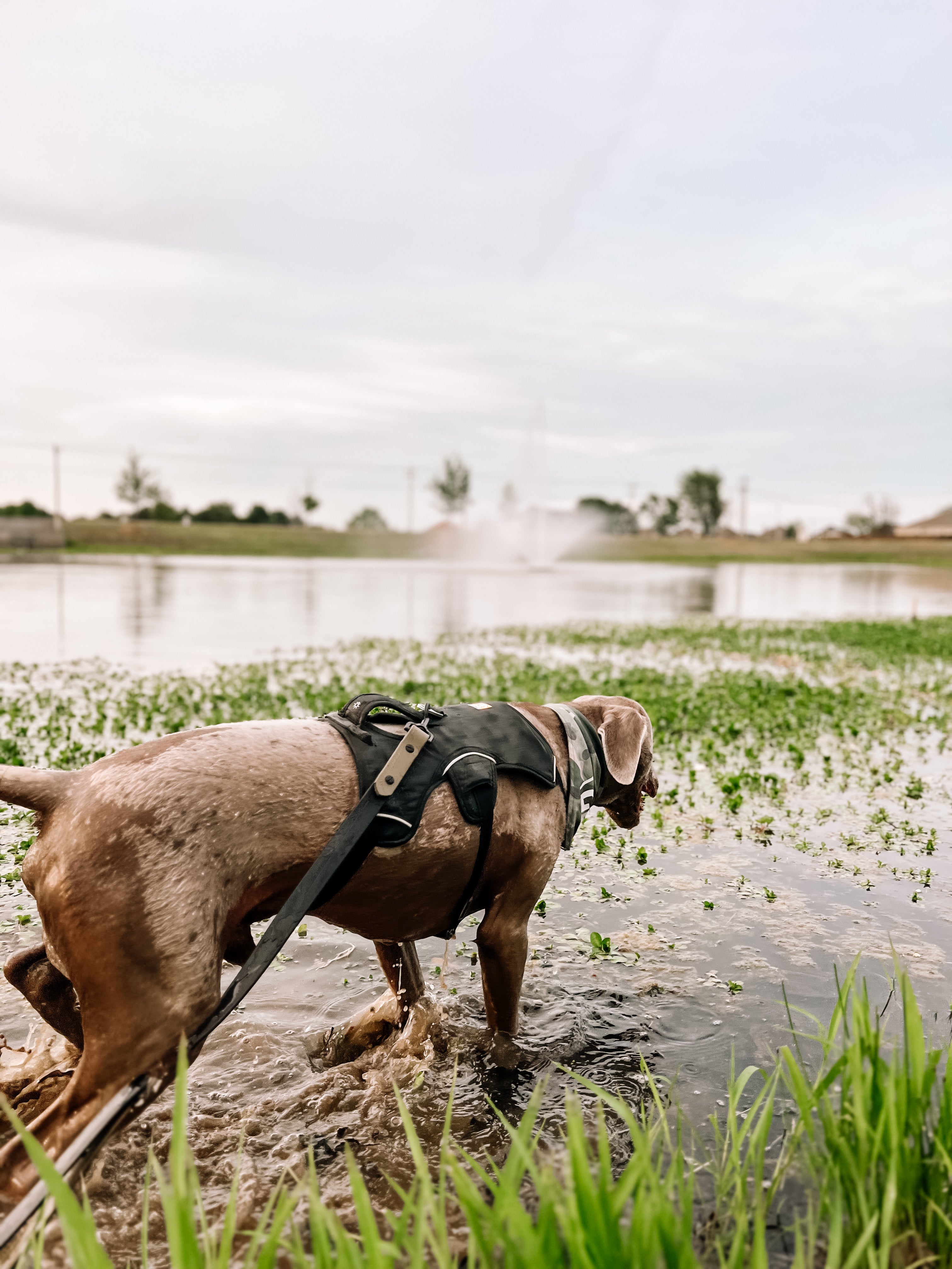 K9 best sale adventure collar