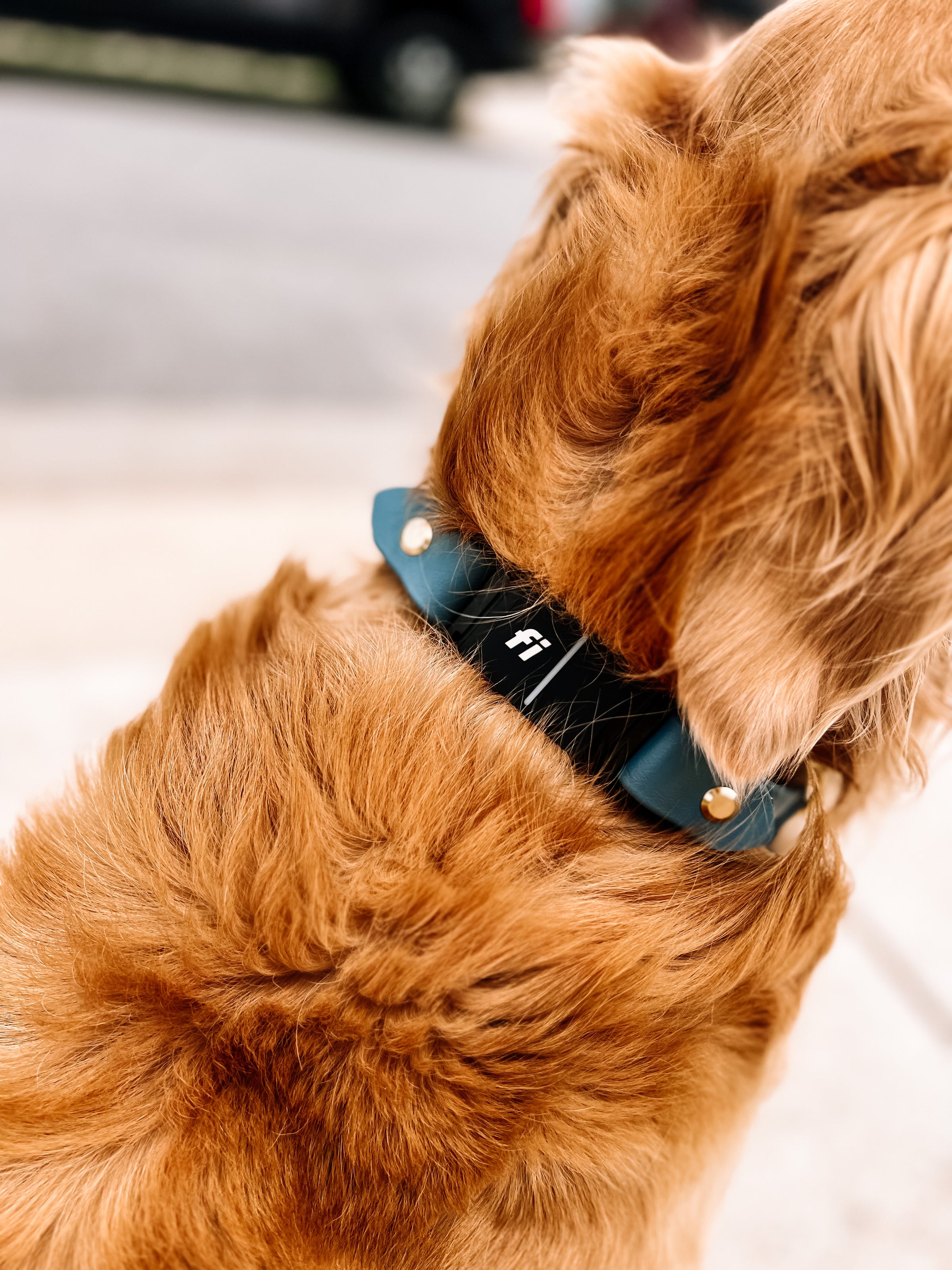 San Francisco Giants Dog Bandana, Personalized with your Pup's Name – Koa's  Ruff Life