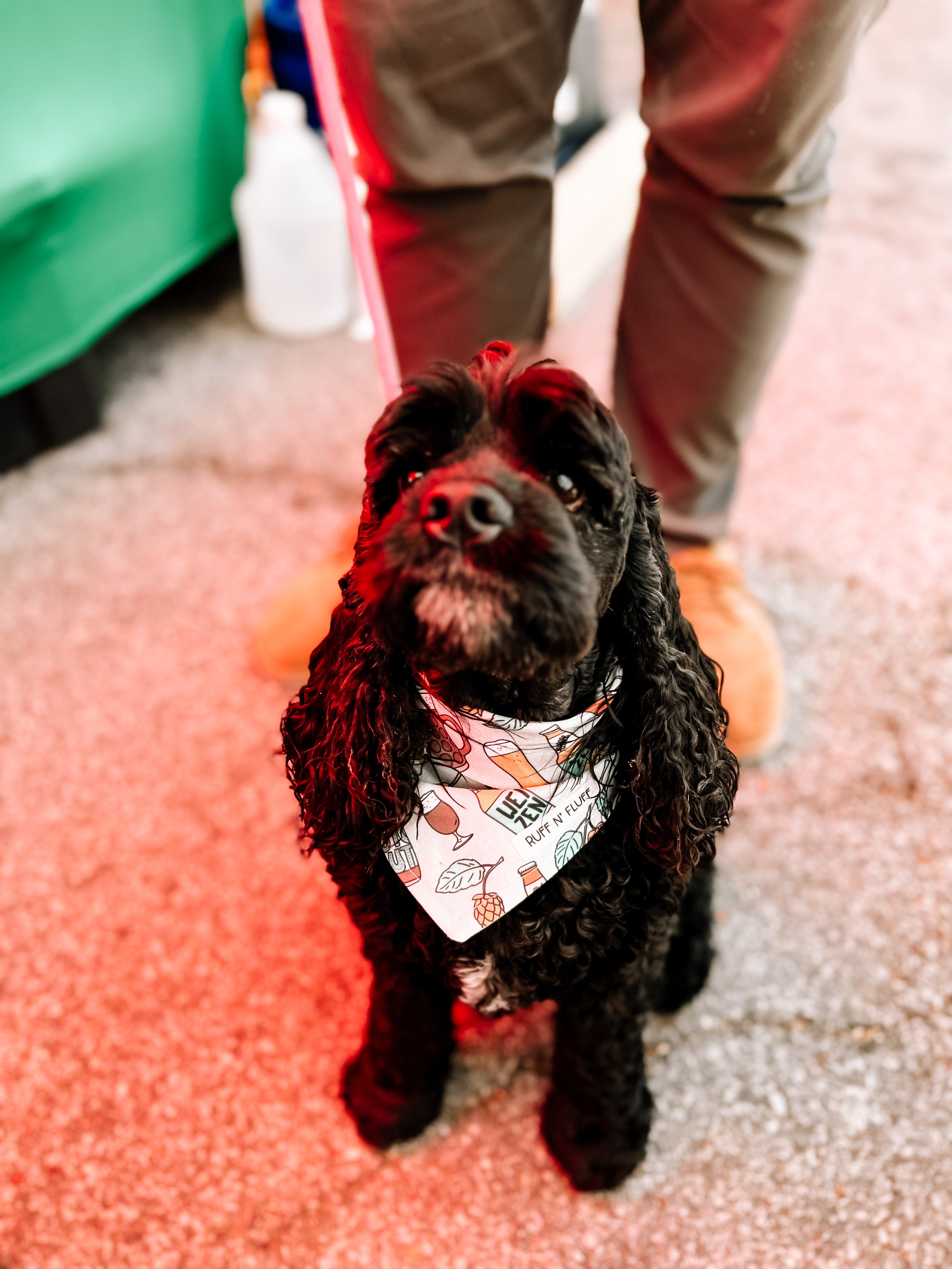 Beer Me Bandana Ruff N Fluff