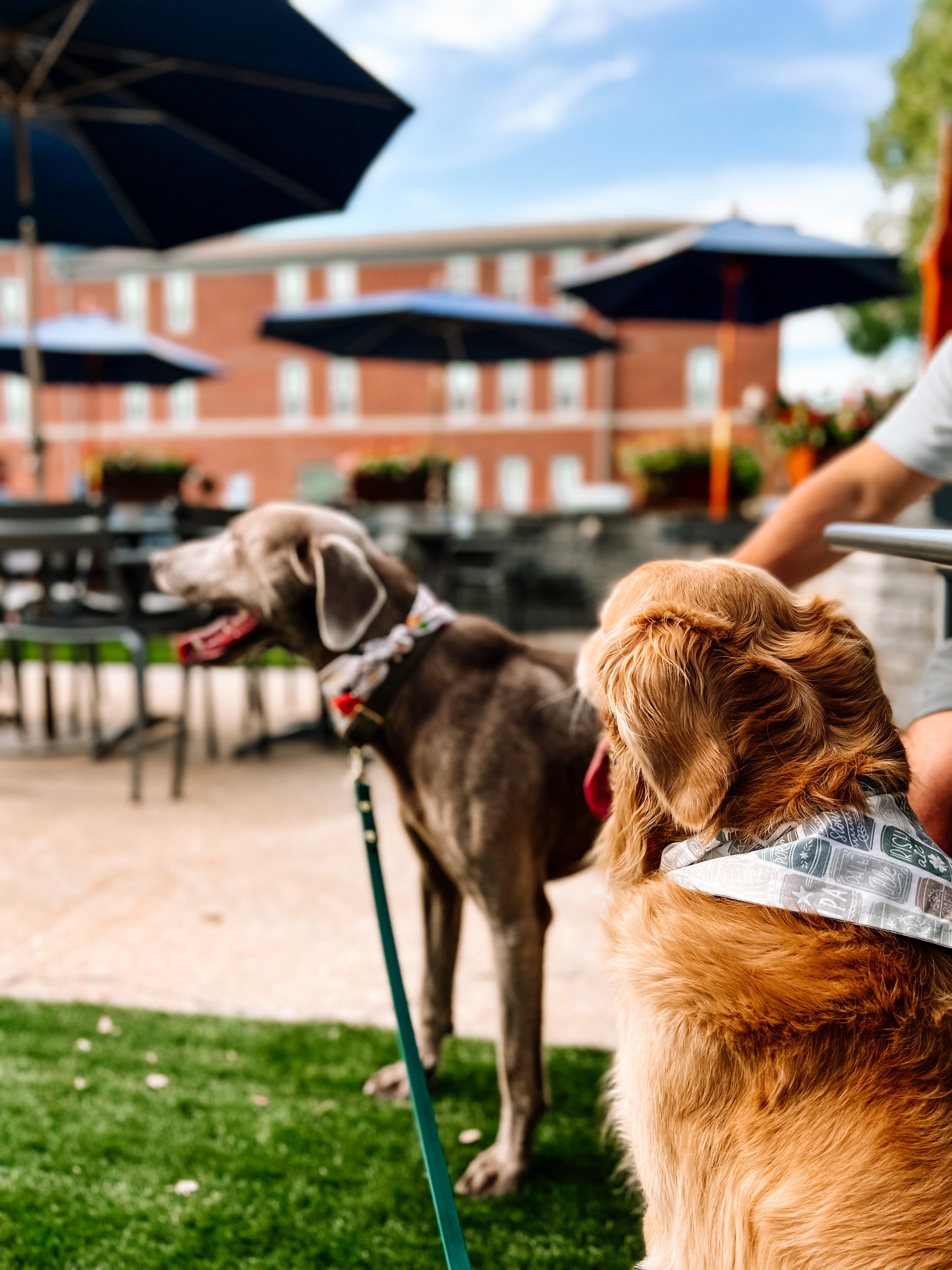 San Francisco Giants Dog Bandana, Personalized with your Pup's Name – Koa's  Ruff Life
