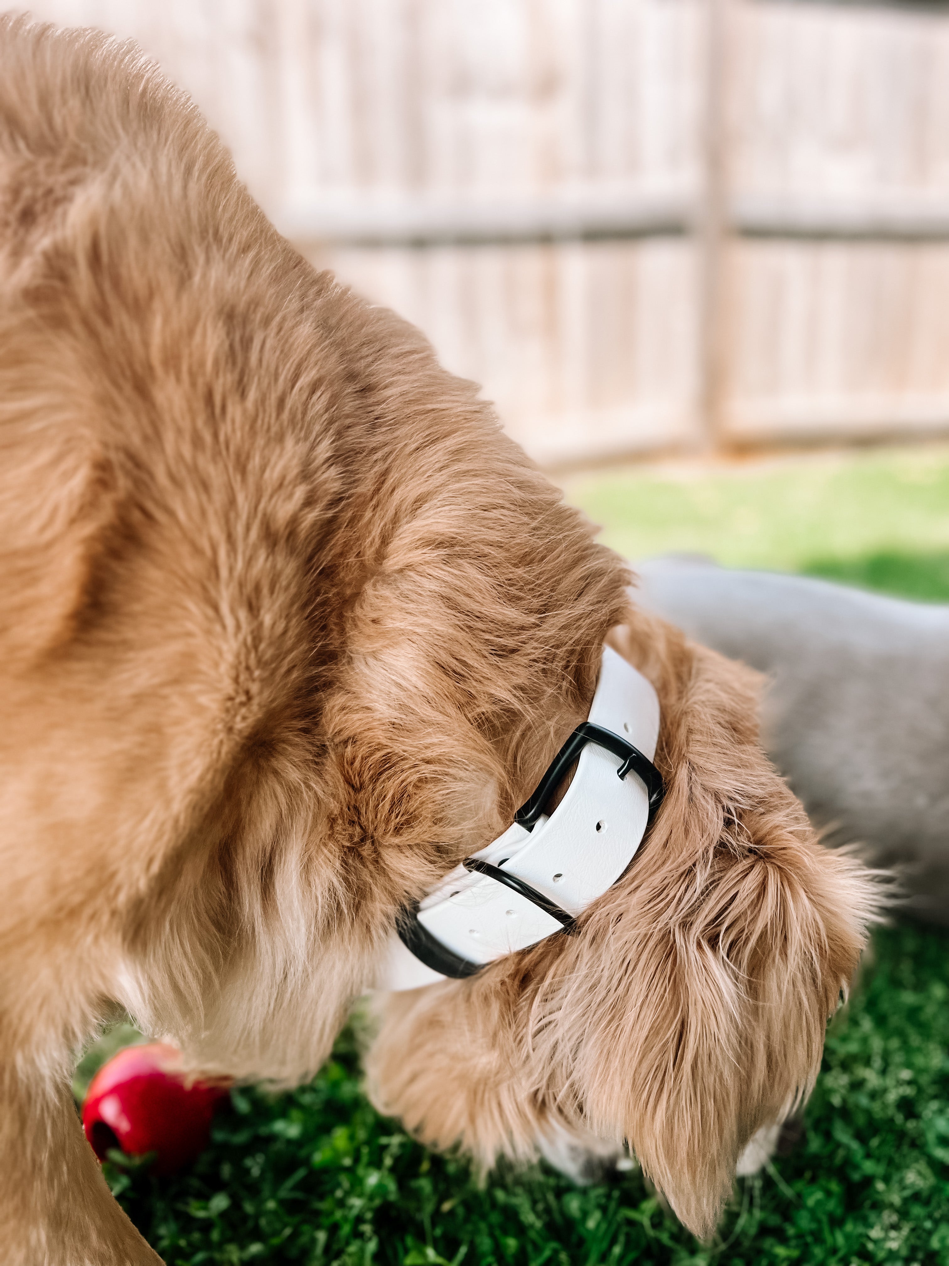 Ruff dog deals collars