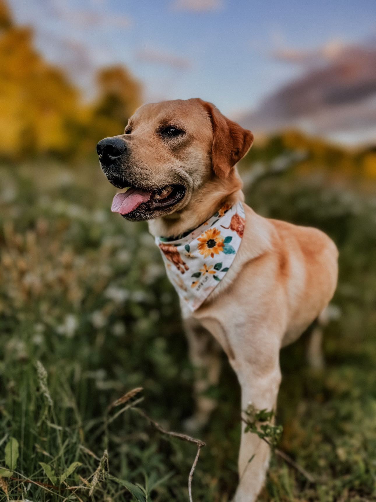 Highland Cows Reversible Bandana