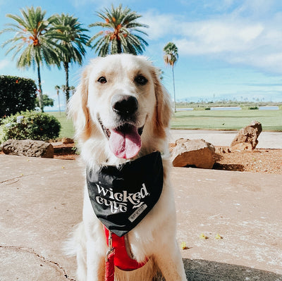 Wicked Cute Bandana (Glow in the Dark)