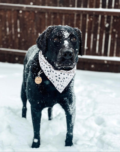 Minimal Dots on Beige Bandana